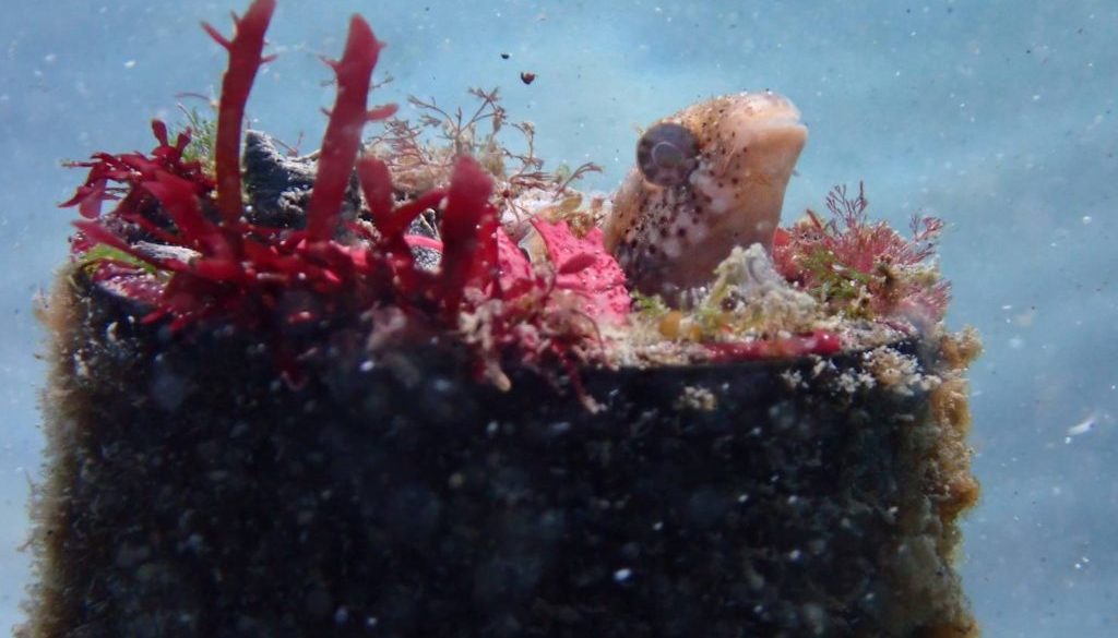 2025-1月水中　井口夏樹