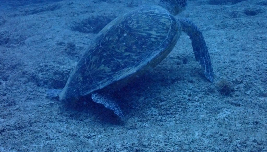 LINE_ALBUM_717(木)パナウルトリップ2日目 クリフビーチ_250818_11