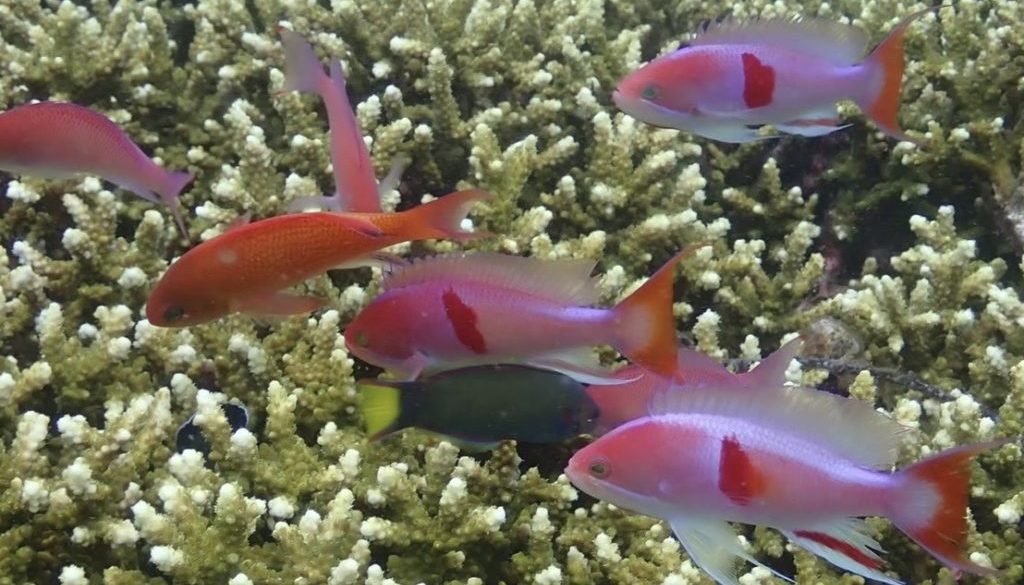 0F6AFE5C-A67C-40E2-8672-4E0D27A43CF1