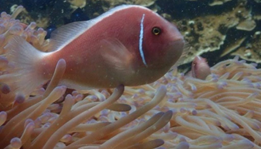 ハナビラクマノミ