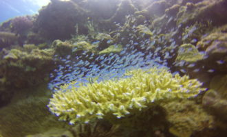 DCIM100GOPROGOPR2741.