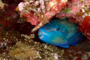 LINE_ALBUM_2025パナウル_250712_60