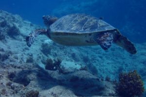 LINE_ALBUM_717(木)パナウルトリップ2日目 クリフビーチ_250818_3