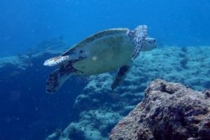 LINE_ALBUM_717(木)パナウルトリップ2日目 クリフビーチ_250818_7