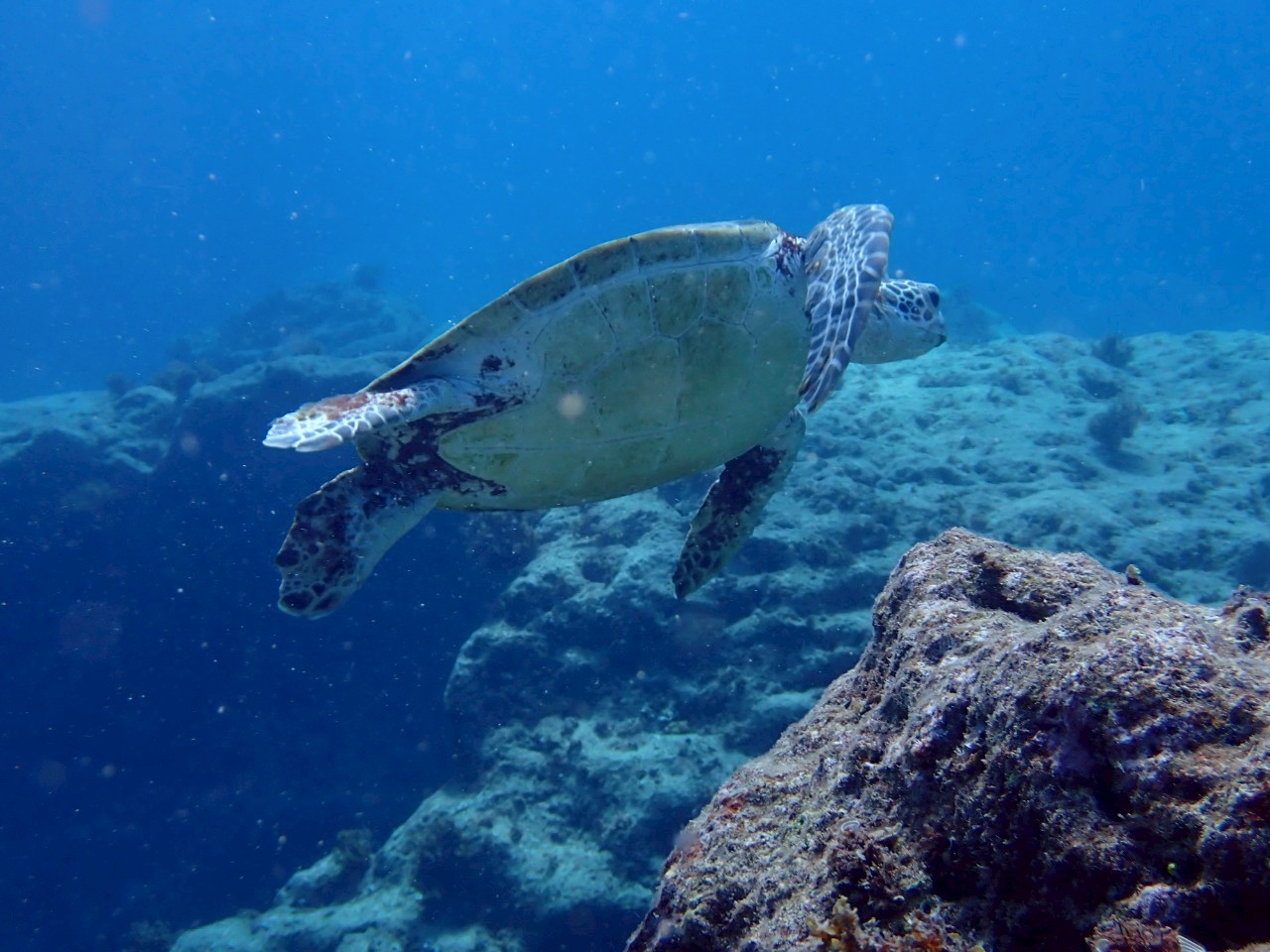 LINE_ALBUM_717(木)パナウルトリップ2日目 クリフビーチ_250818_7