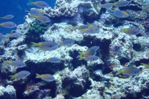 LINE_ALBUM_719(土)パナウルトリップ4日目 オアシス_タートルベッド_250818_13