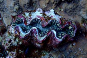 LINE_ALBUM_719(土)パナウルトリップ4日目 オアシス_タートルベッド_250818_14