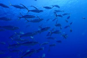 LINE_ALBUM_2025パナウル_250712_146