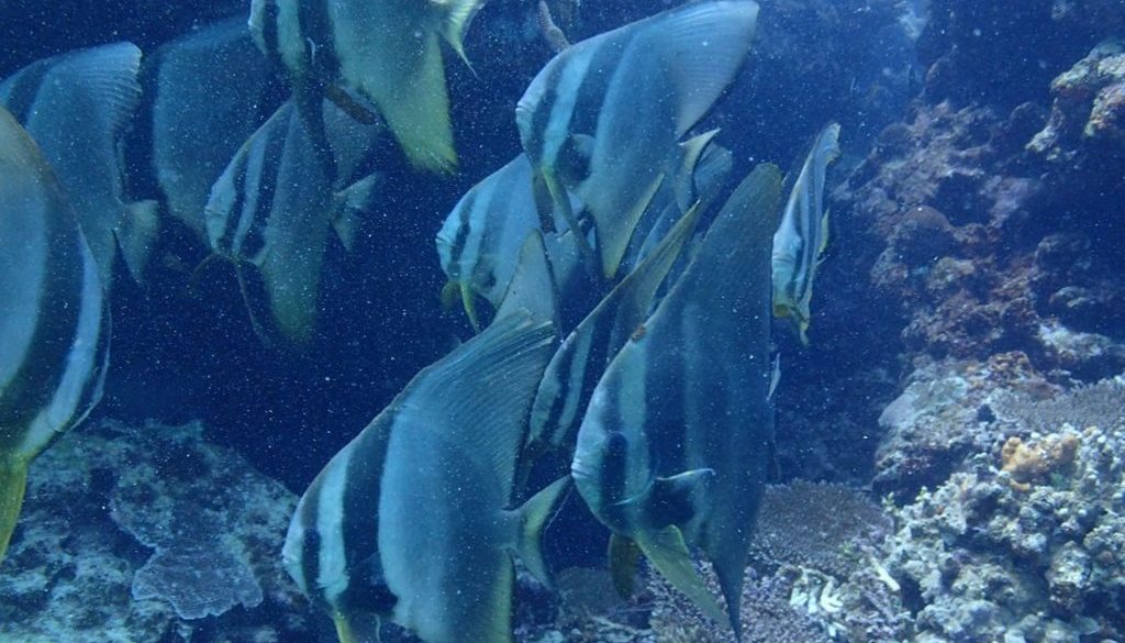 LINE_ALBUM_2026322ヤンバルトリップダイビング1日目_260323_54