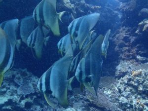 LINE_ALBUM_2026322ヤンバルトリップダイビング1日目_260323_54