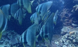 LINE_ALBUM_2026322ヤンバルトリップダイビング1日目_260323_54